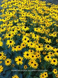 Rudbeckia fulgida sullivantii 'Goldsturm'